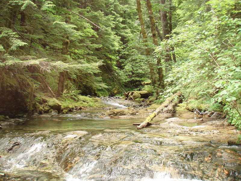 Walking up Wildcat Creek- what a hoot!